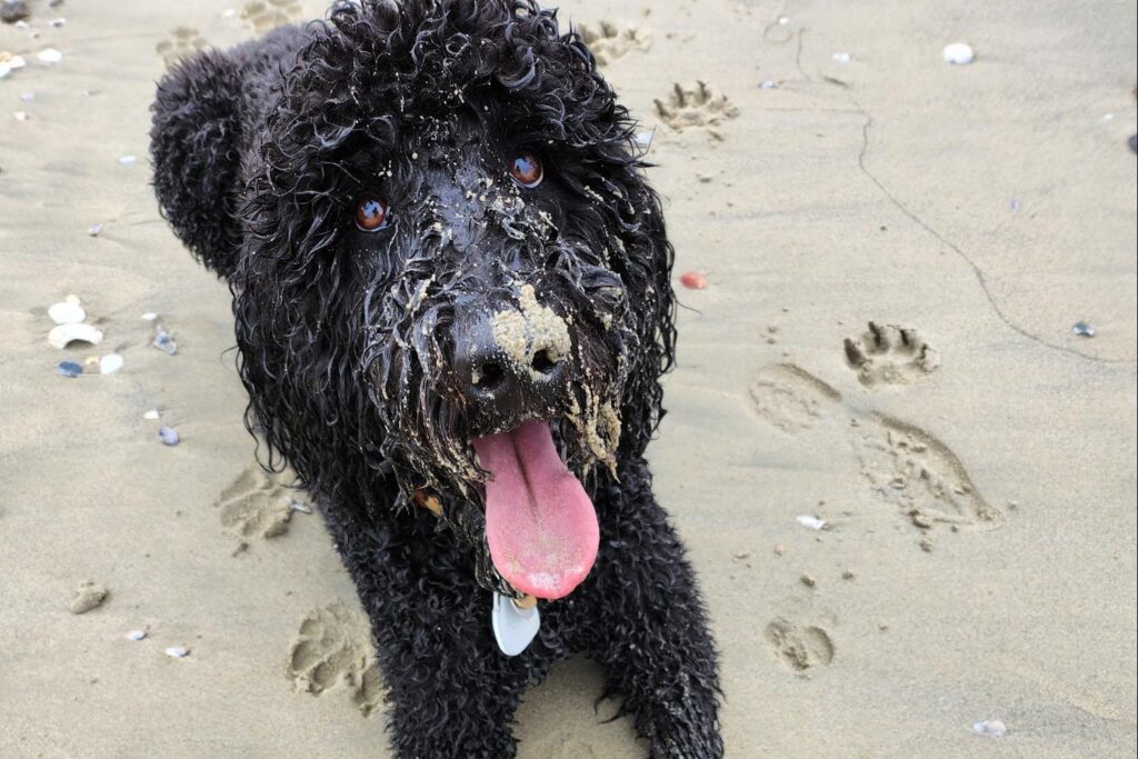 Jonathan Ritter's dog Jarvis at the beach