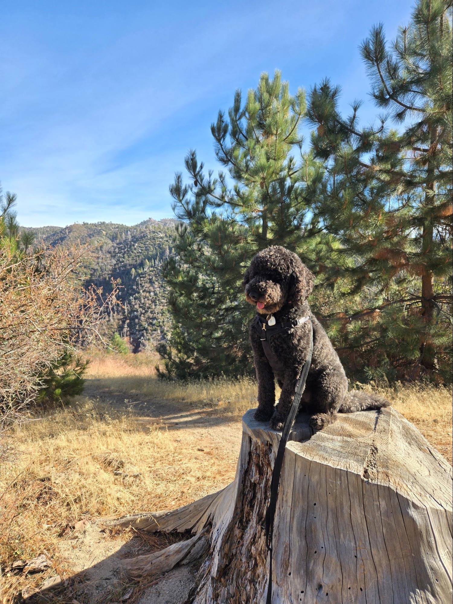 Jonathan Ritter's dog Jarvis